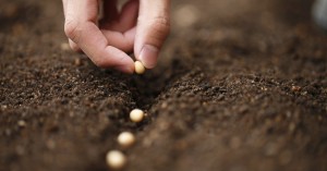 A praticidade do capim vaquero  começa pelo plantio por sementes. 