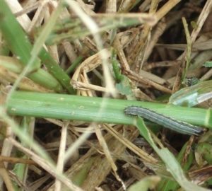 O controle de lagartas na pastagem pode ser feito pelo uso de lagarticidas.